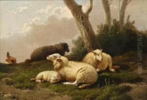Sheep Resting