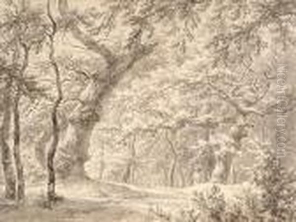 In The Hague Forest - view 1