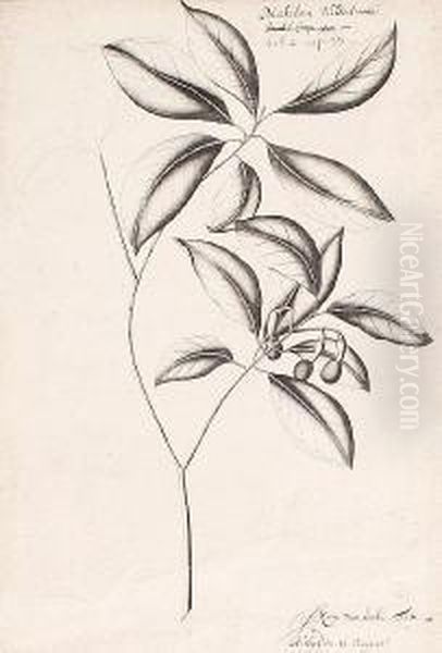 Plant Study - view 1