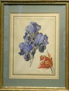 Tulip And Irises by Jacob Van Eynden