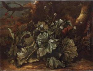 Still Life Of Plants On A Forest Floor by Niccolino Van Houbraken