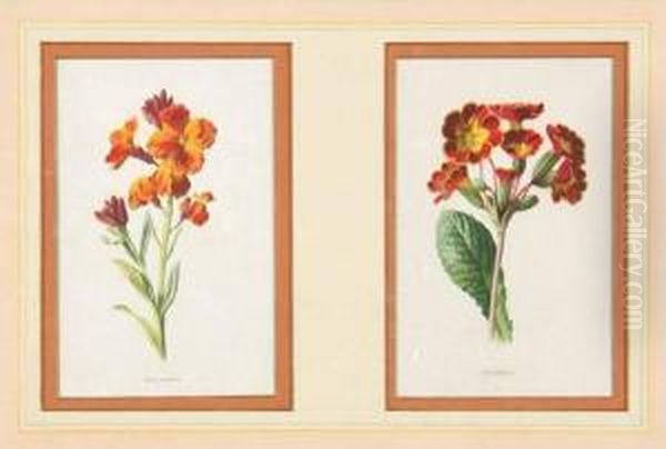 Publisher. A Large Group Of Botanical Plates From Flore Des Serres Et Des Jardins De L'europe - view 1