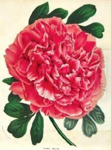 - by Louis Van Houtte