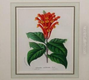 [flowers] by Louis Van Houtte