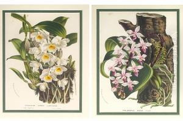 Botanical Studies Of Orchids - view 1