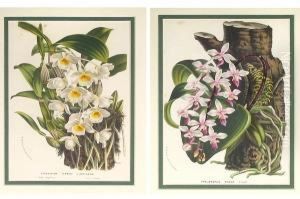 Botanical Studies Of Orchids by Horto Van Houtteano