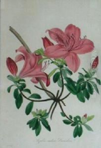 Naegelia by Horto Van Houtteano