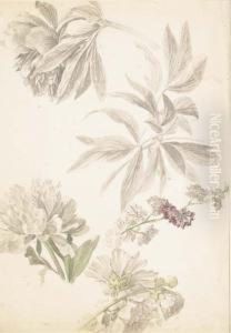 Etudes De Pivoines by Jacob van Huysum