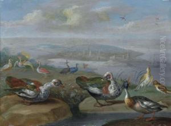 Two Egyptian Geese - view 1
