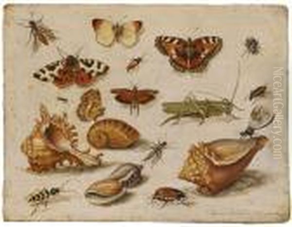 Insekten, Muscheln Und Schmetterlinge - view 1