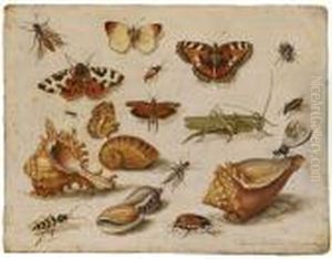 Insekten, Muscheln Und Schmetterlinge by Jan van Kessel