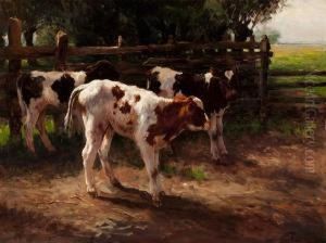 Calves By A Fence