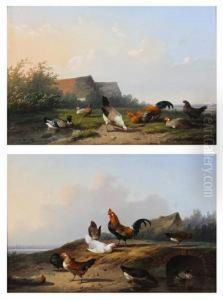 Chickens And Ducks By A Culvert Entrance