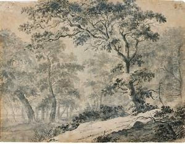 Vue D'un Chemin Dans Une Foret - view 1