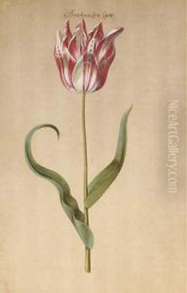 Une Tulipe - view 1