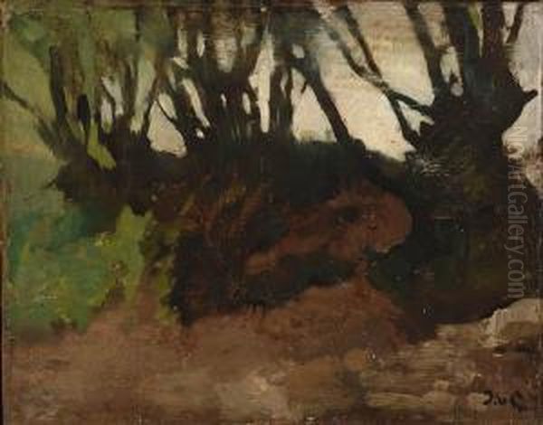 Forest At Dusk - view 1