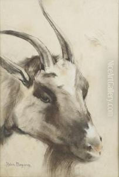 Study Of A Goat - view 1