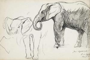 Etude D'elephant by Ewert Louis Van Muyden