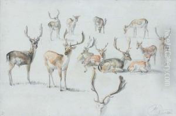 Etude De Cerfs - view 1