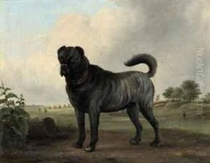 A Mastino Napolitano