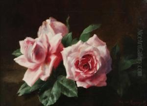 'les Deux Roses' 'les Deux Roses'