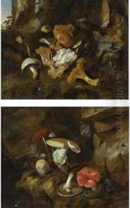 Forest Floor Still Lifes With Mushrooms, Butterflies And Asnake by Otto Marseus Snuff. Van Schrieck