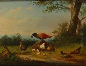 Le Coq Et Ses Poules