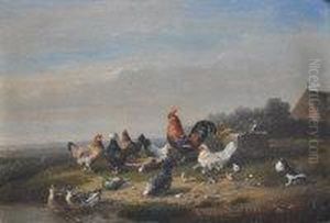 Poultry In The Farmyard