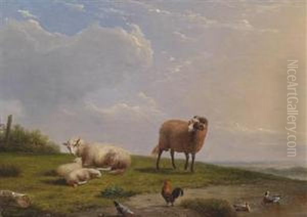 Sheep - view 1