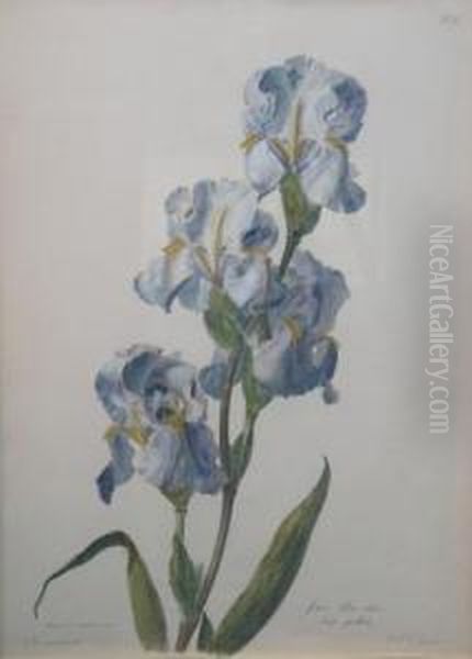 Verschiedene Blumen - view 1
