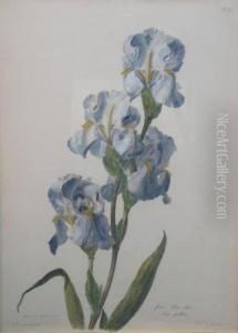 Verschiedene Blumen by Gerard Van Spaendonck