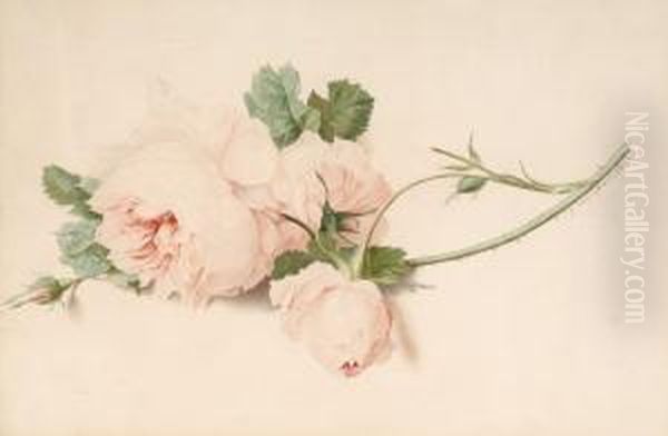 Rose - view 1