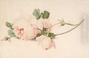 Rose by Gerard Van Spaendonck