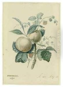 Still Life With Peaches And Blackberries by Abraham Ii Van Stry