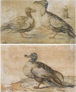 A Pair Of Studies Of Ducks