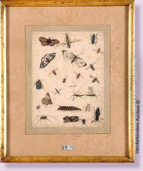 Planche D'insectes - view 1