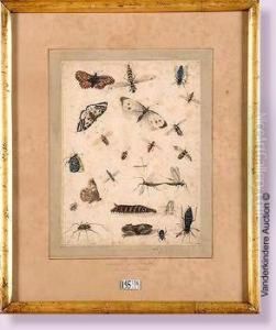 Planche D'insectes by Rochus Van Veen