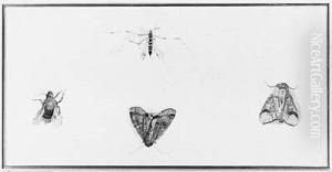 A Buff-tip Moth, A Large Yellow Underwing, A Bumble Bee And Anotherinsect (nephrotoma Crocata: Linnaeus) by Rochus Van Veen