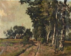Berkenbomen Aan Landweg