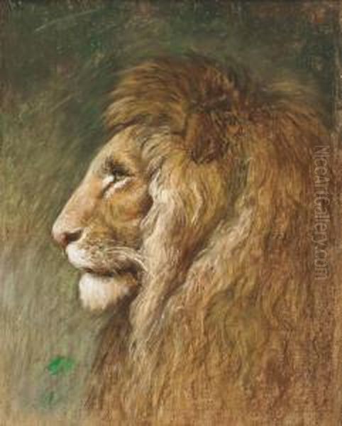 Study Of A Lion - view 1