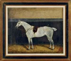 Portrait Of A Dappled Grey Horse Portrait Of A Dappled Grey Horse