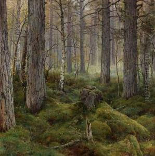 Birch Forest - view 1