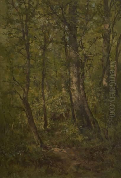 Cerf Et Biches En Foret - view 1