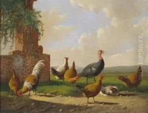 Chickens And A Turkey By A Ruin by Albertus Verhoesen