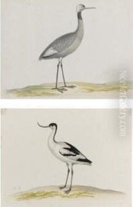 Two Studies: A Female Crane And An Avocet