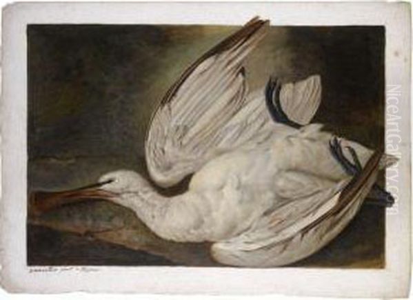 A Dead Spoonbill - view 1