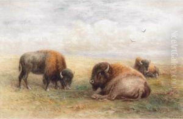 Group Of Bison - view 1