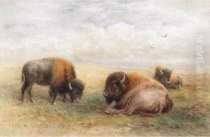 Group Of Bison