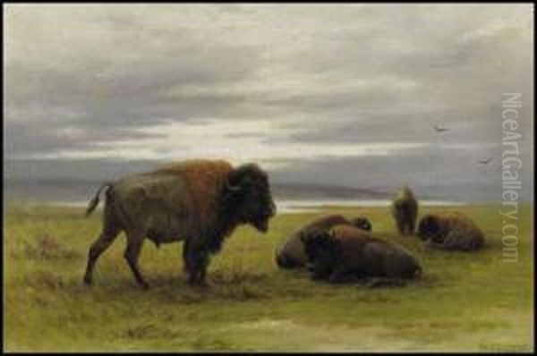 Buffalo On The Prairies - view 1