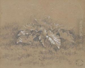 Etude De Plante by Alexandre Veron